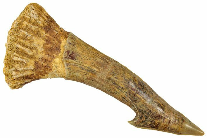 Fossil Sawfish (Onchopristis) Rostral Barb - Morocco #351706